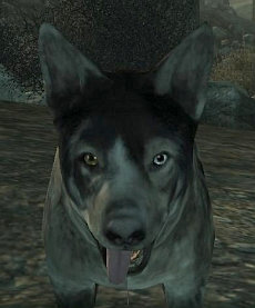 Dogmeat Dogmeat
